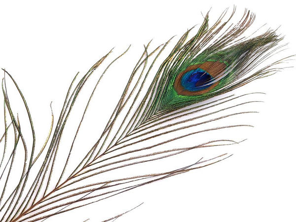 Premium Natural Peacock Feathers - Long Decorative Plumes (70-110 cm) for Crafts, Home Decor, and Floral Arrangements