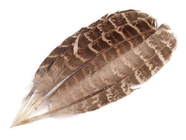 Natural Ornamental Pheasant Feathers (10–18 cm) for Crafts, Millinery, and Jewelry Making