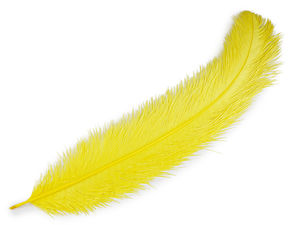 Premium Large Ostrich Feathers (60cm) for Decor, Costumes, and Events