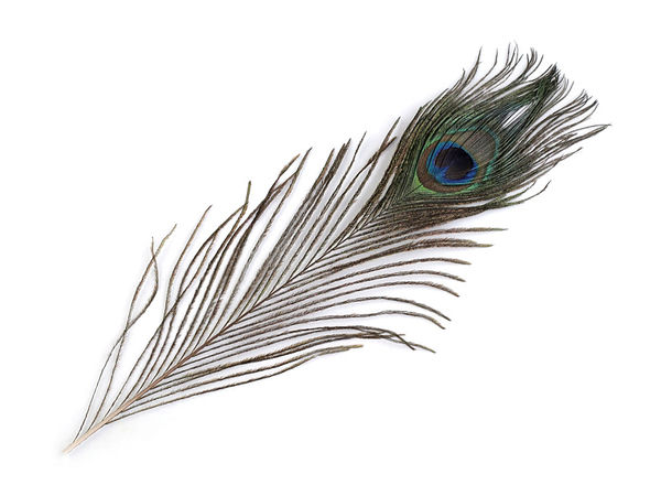Premium Natural Peacock Feathers (20-30cm) for Millinery, Crafts, and Floral Arrangements