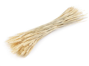 Premium Natural Grain Stem Bundle - Decorative Dried Wheat Stalks for Vases, DIY Wreaths, and Floral Arrangements