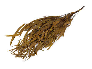 Premium Stabilized Eucalyptus Bundle - Eco-Friendly Preserved Foliage for Home Decor and Floral Arrangements