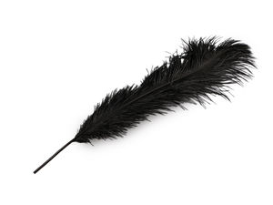 Premium Ostrich Feathers – 53-55 cm Natural Plumes for Crafting, Costumes & Decor