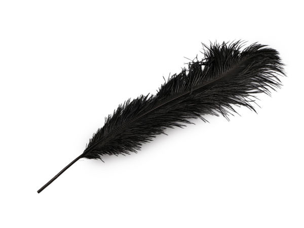 Premium Ostrich Feathers – 53-55 cm Natural Plumes for Crafting, Costumes & Decor