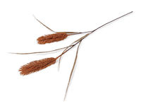 Artificial Pampas Grass Bouquet - Fluffy Faux Floral Stems for Home, Wedding, and Boho Vase Decor
