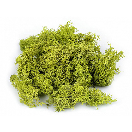 Stabilized / Steamed Moss 20 g in a Box, green light