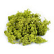 Stabilized / Steamed Moss 20 g in a Box, green light