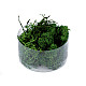 Prepared / stabilized moss 20 g in a box, green