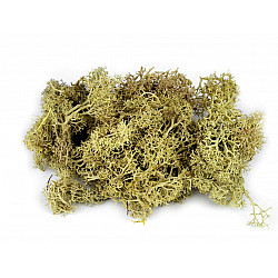 Stabilized / prepared moss 20 g in a box, lightbeige