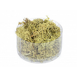 Stabilized / prepared moss 20 g in a box, lightbeige