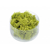 Stabilized / Steamed Moss 20 g in a Box, green light