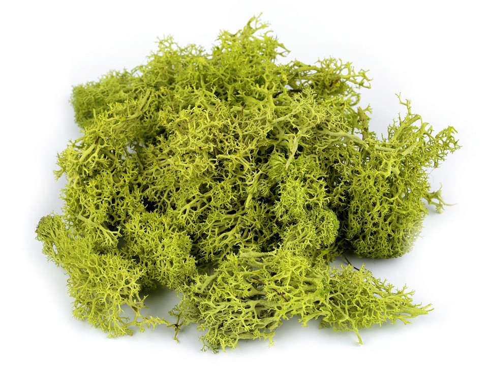 Stabilized / Steamed Moss 20 g in a Box, green light