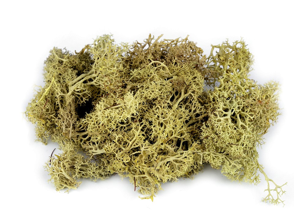 Stabilized / prepared moss 20 g in a box, lightbeige